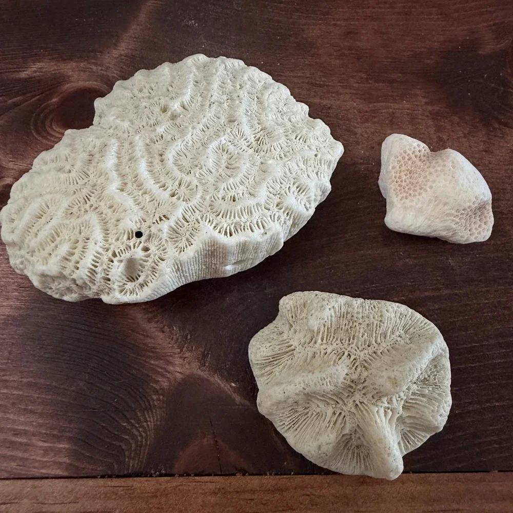 Natural White Brain and Star Coral Fossil Specimen Set 3 Pieces Coastal Decor